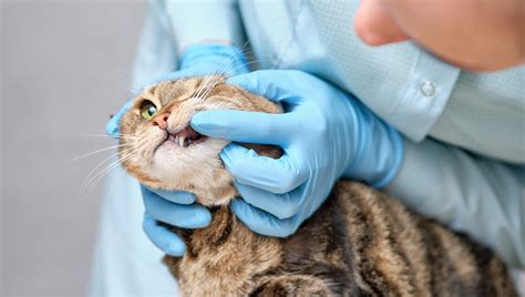 What Causes Really Bad Breath In Cats